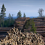 Kaalslag met opgestapelde boomstammen in dennenbos, Zweden
